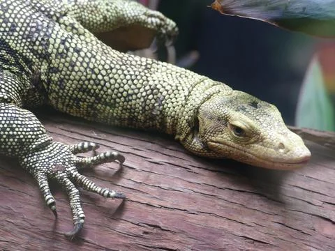 Monitor lizard resting on a log, showing textured scales, powerful claws, a.. Stock Photos