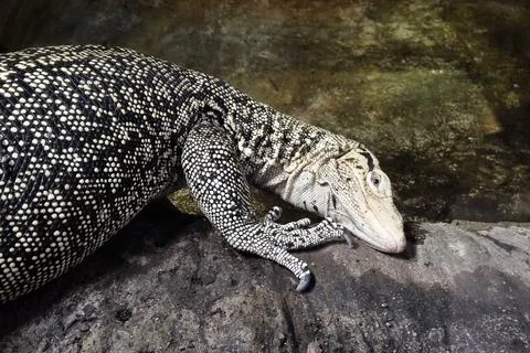 Monitor Lizard Resting on Rock with Textured Skin Pattern in Natural Habitat Stock Photos