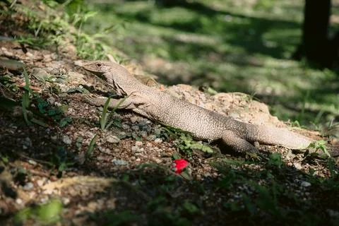 Monitor lizard resting on rocky forest floor in natural sunlight, wildlife .. Stock Photos