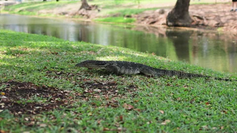 Monitor lizard rests on green grass by water in tranquil park setting. Video stock 306575541