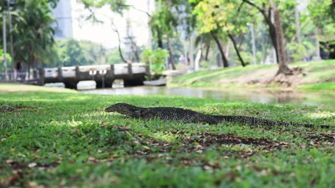 Monitor lizard rests peacefully on green grass in park beside tranquil waterway. Stock Footage 306647571