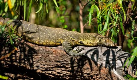 Monitor Lizard rests on tree Branch Stock Photos