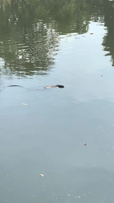 Monitor lizard on a river in Bangkok Stockbeeldmateriaal 344744621