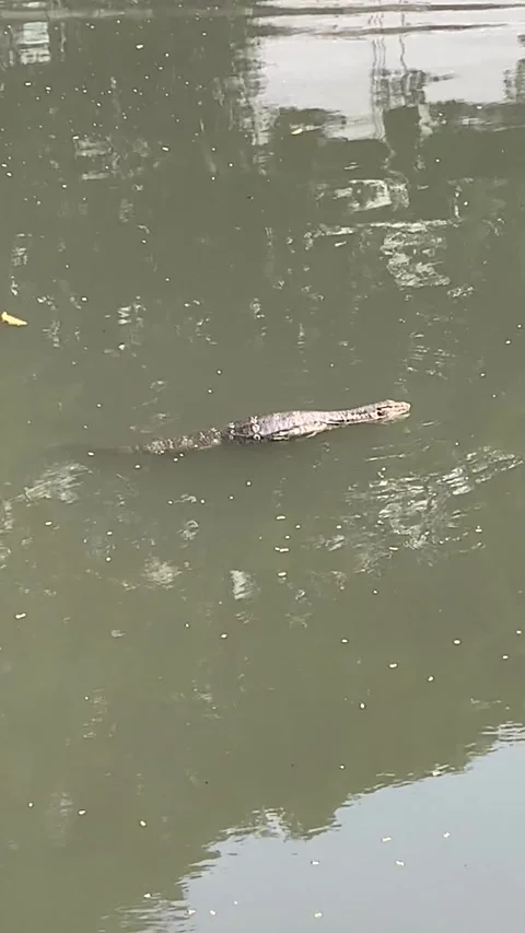 Monitor lizard on a river in Bangkok 库存影片 344744661