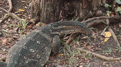 Monitor lizard rubbing tree with its head in Lumpini park, Bangkok Stock Footage 65241920