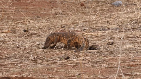 Monitor Lizard, savannah Stock Footage 125429163
