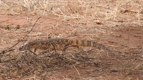 Monitor Lizard, Savannah Stock Footage 125501419