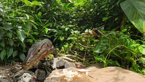 Monitor Lizard Scanning Surroundings The... | Stock Video | Pond5