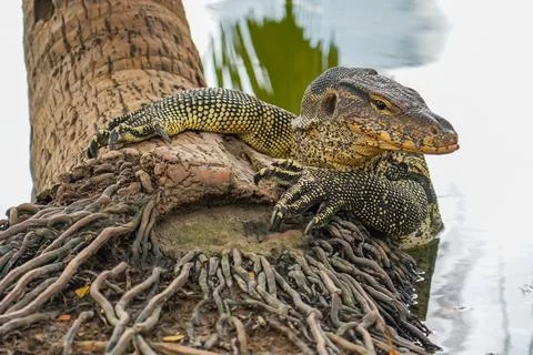 Monitor lizard on the shore climbed out of the pond onto the roots of a palm  Foto stock