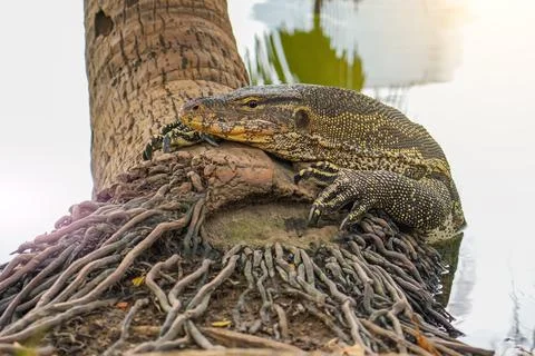 Monitor lizard on the shore climbed out of the pond onto the roots of a pal.. Stock Photos
