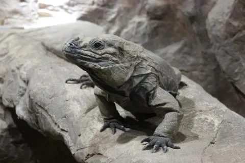 A Monitor Lizard Sits In A Cave On The Stones And Stares Intently At The Came Stock Photos