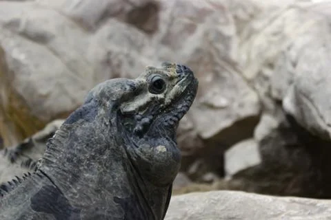 A Monitor Lizard Sits In A Cave On The Stones And Stares Intently At The Came Stock Photos