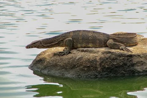 A monitor lizard sits still on a large rock, gazing into the calm water below. Stock-Fotos