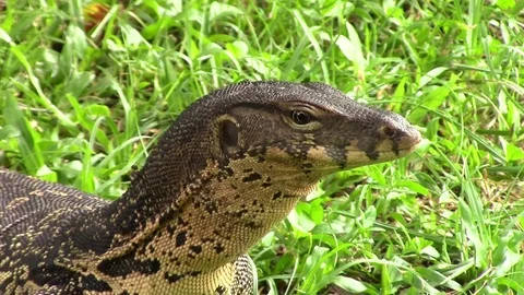 Monitor lizard sitting on the grass in Bangkok Stock Footage 81533331