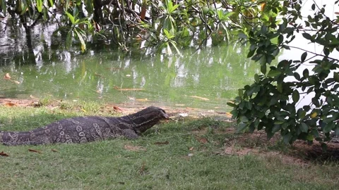 Monitor lizard sitting on grass near water in Thailand Stock Footage 304687111