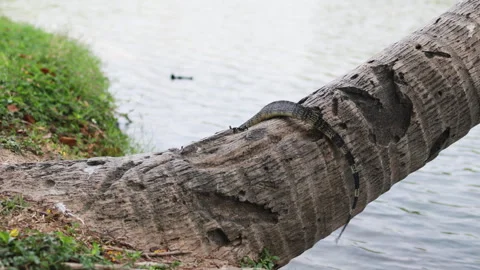 Monitor lizard sitting on palm tree. Video stock 305835356