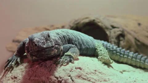 Monitor Lizard sitting on rock in terrarium 4k Stockbeeldmateriaal 342848233