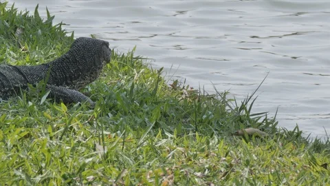 Monitor Lizard Slithers Into Canal MCU 스톡 동영상 129008661