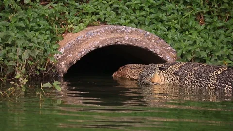 Monitor lizard sneaking into a tunnel Stockbeeldmateriaal 115234781