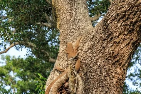 Monitor lizard in Sri Lanka Foto stock