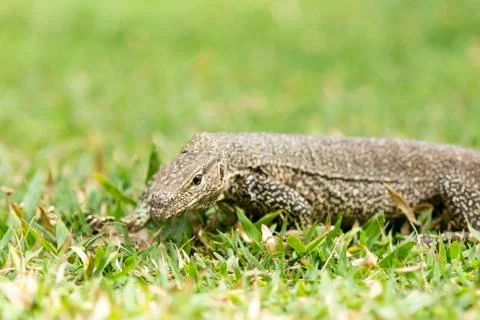Monitor Lizard (Sril Lanka) Stock Photos