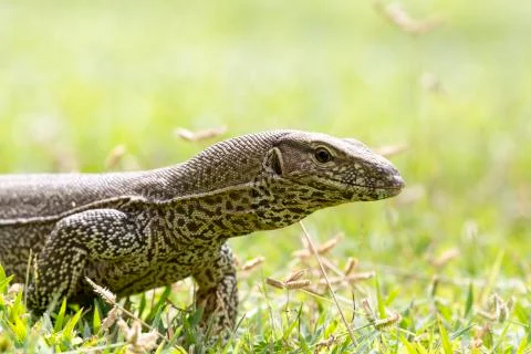 Monitor Lizard (Sril Lanka) Stock Photos