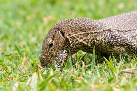 Monitor Lizard (Sril Lanka) Stock Photos