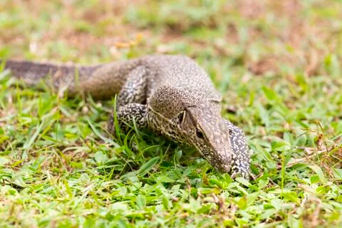 Monitor Lizard (Sril Lanka) Stock Photos