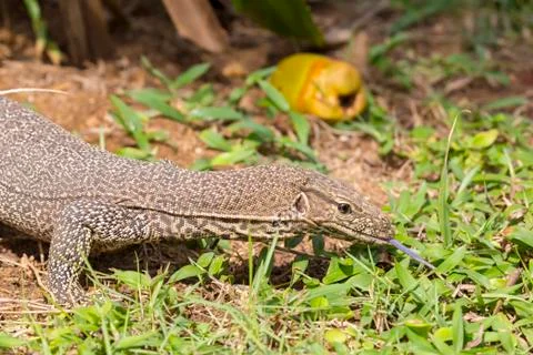 Monitor Lizard (Sril Lanka) Stock Photos