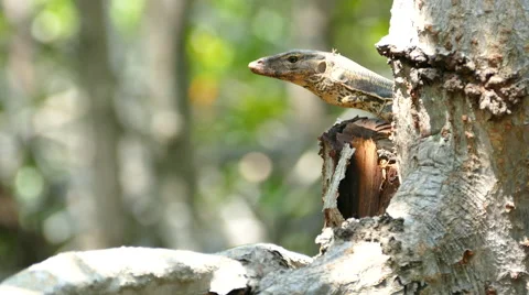 Monitor Lizard Stalking Stock Footage 49464599