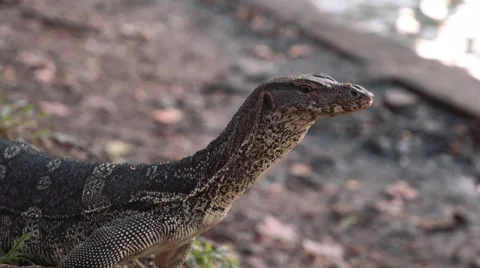 Monitor lizard standing, then walking in Lumpini park, Bangkok Stock Footage 65241921