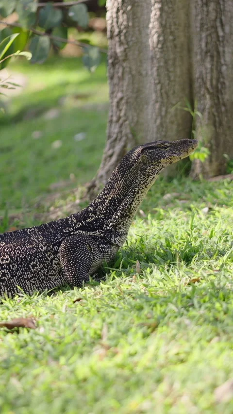 A monitor lizard sticks out its tongue as it lies on the grass Video stock 264775656