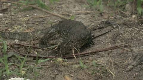 Monitor Lizard - Sumatra Jungle 스톡 동영상 8639861