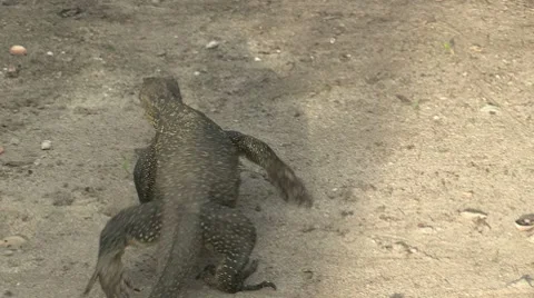 Monitor Lizard - Sumatra Jungle Video stock 8639903