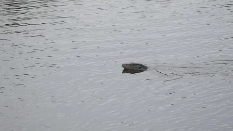 A Monitor lizard swim in the lake with fork tongue Stock Footage 126772126