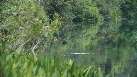 Monitor Lizard Swimming Across River in Tanjung Puting, Borneo Stock Footage 144365639