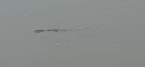 Monitor Lizard Swimming in a Calm River Landscape Stock Footage 289756100