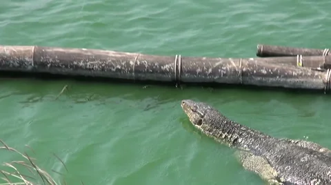 Monitor Lizard Swimming Stock Footage 54984717