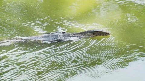 Monitor lizard swimming Stock Footage 91890631