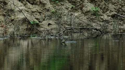 Monitor lizard swimming in lake. Stock Footage 295786144