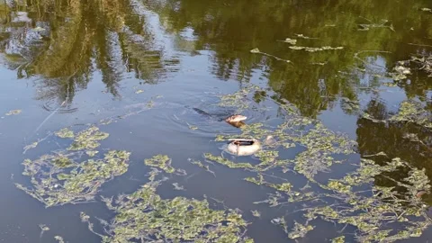 Monitor Lizard Swimming in Polluted River Waters Stock-Footage 332597971