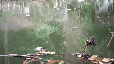 Monitor lizard swimming in pond Video stock 82986587