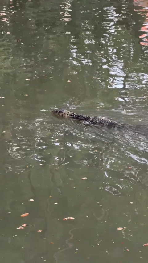 Monitor Lizard Swimming Through Peaceful Waters of a Park Lake 库存影片 330825686