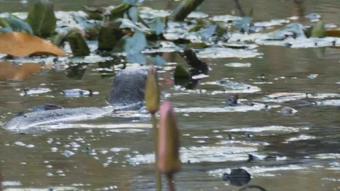 Monitor Lizard Swims as it Hunts 스톡 동영상 129139599