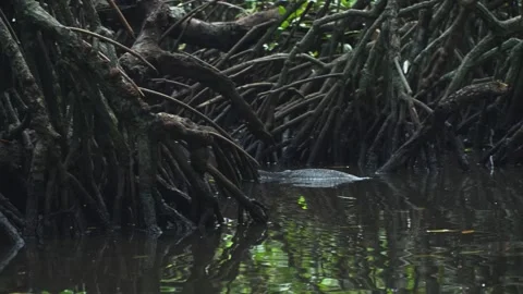 A monitor lizard swims through Sri Lanka mangrove roots in dark water 库存影片 307331518