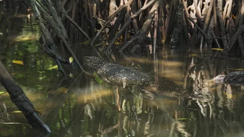 A monitor lizard swims through Sri Lanka mangrove roots in murky water Видео 307331533