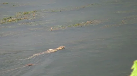 Monitor Lizard Swims Upstream In River 스톡 동영상 12322935