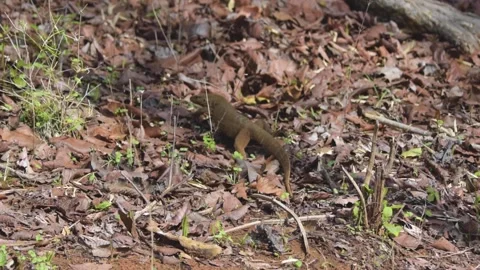 Monitor Lizard in Tadoba Stock Footage 144737642