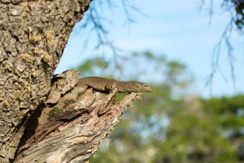 Monitor Lizard in a Tree. Stock Photos