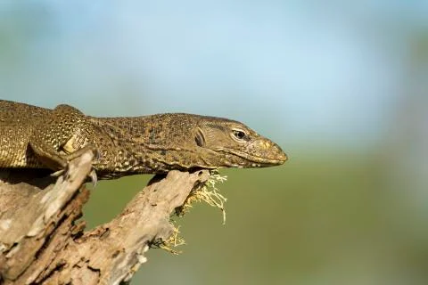 Monitor Lizard in a Tree. Stock Photos
